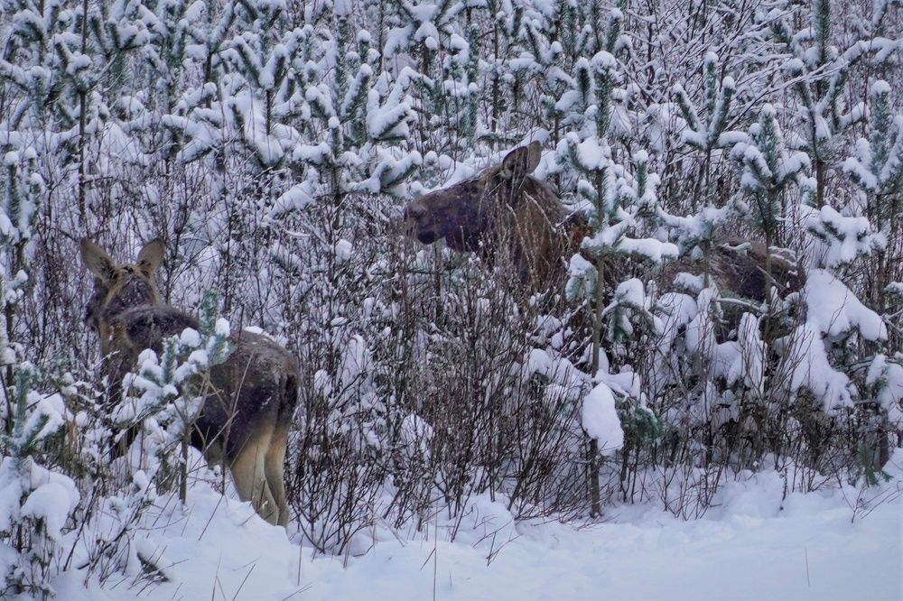 Photograph by Марина Безенкина