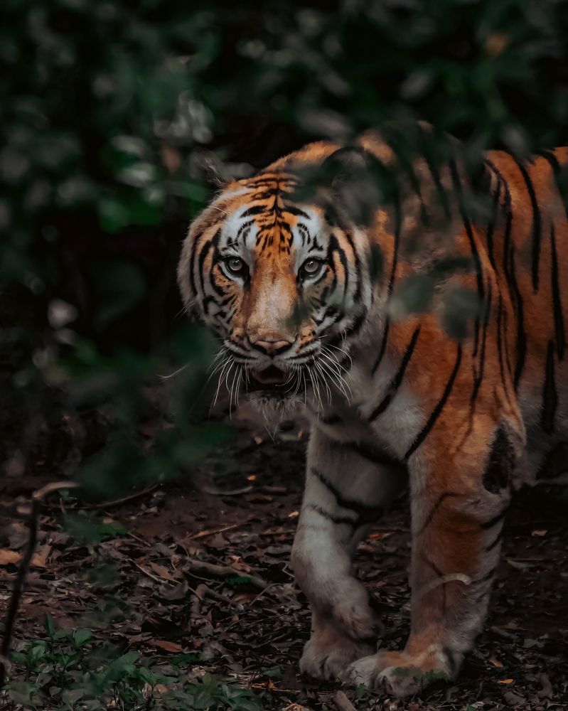 Beast behind the Leaves