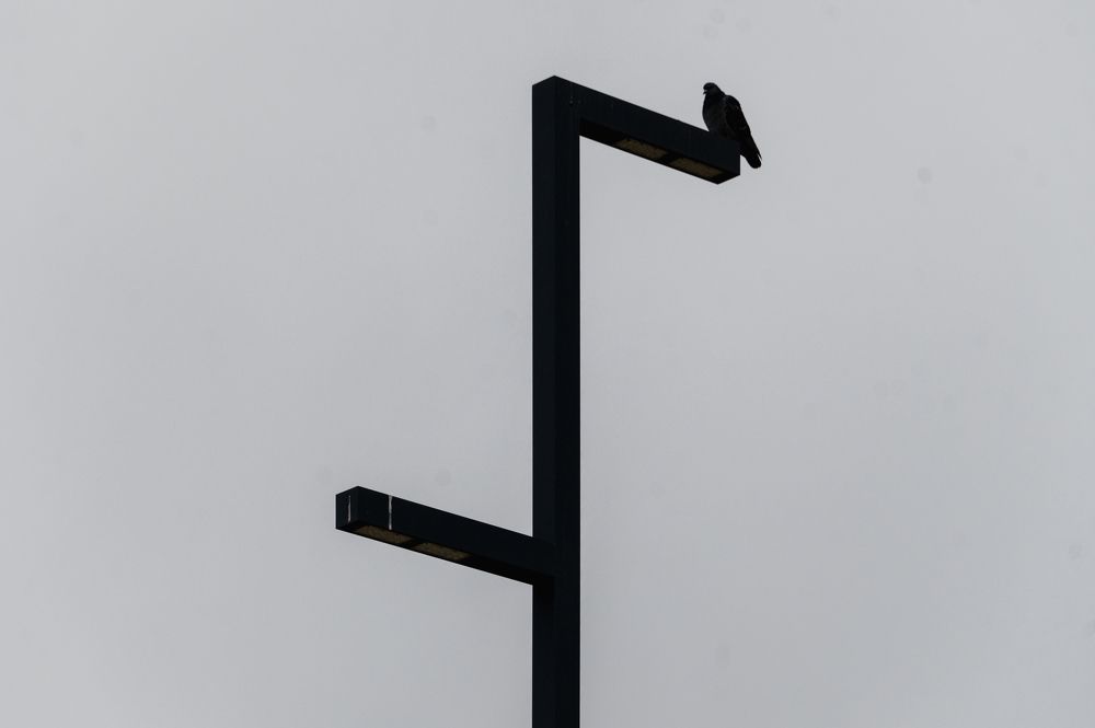 Photograph by Adler Roman