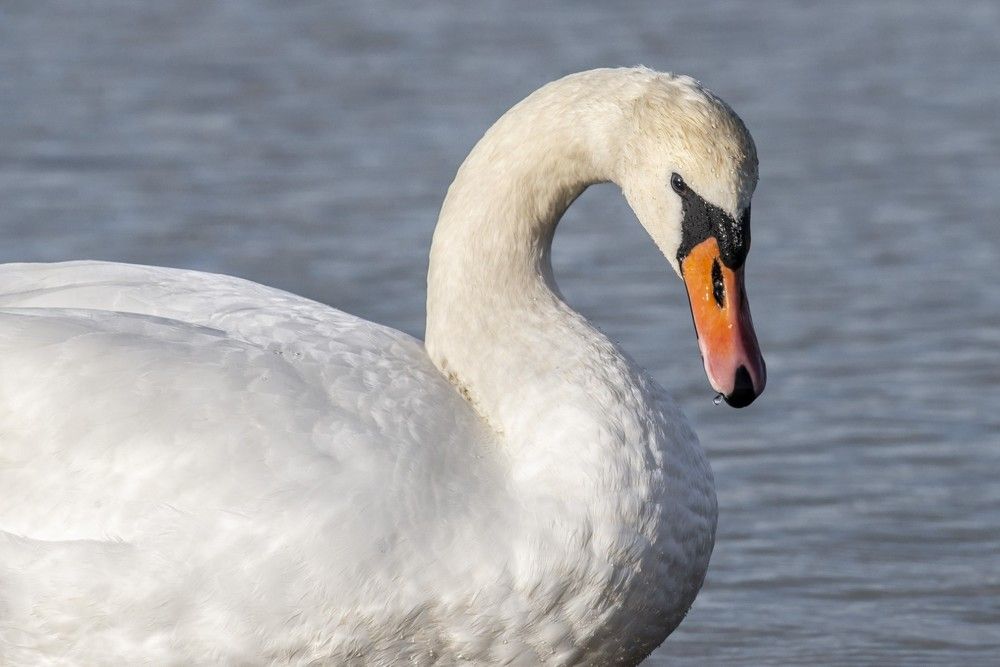 Photograph by Мария Долбич