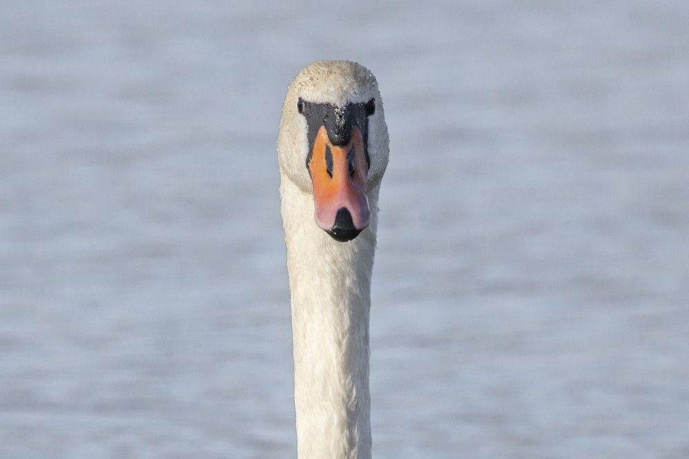 Photograph by Мария Долбич