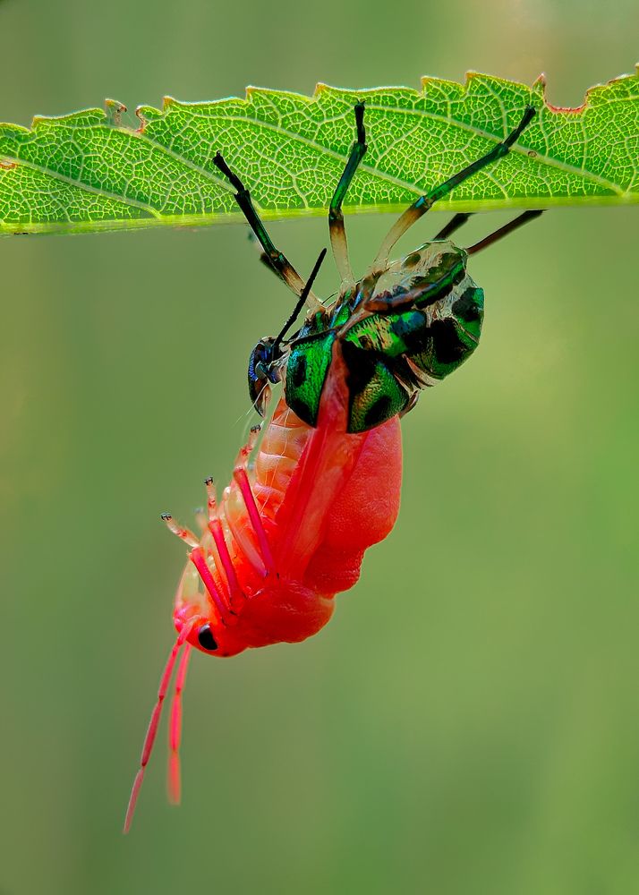 A molting jewels bugs insect.