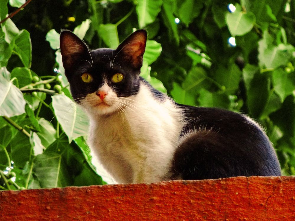 Photograph by Soumya Seal