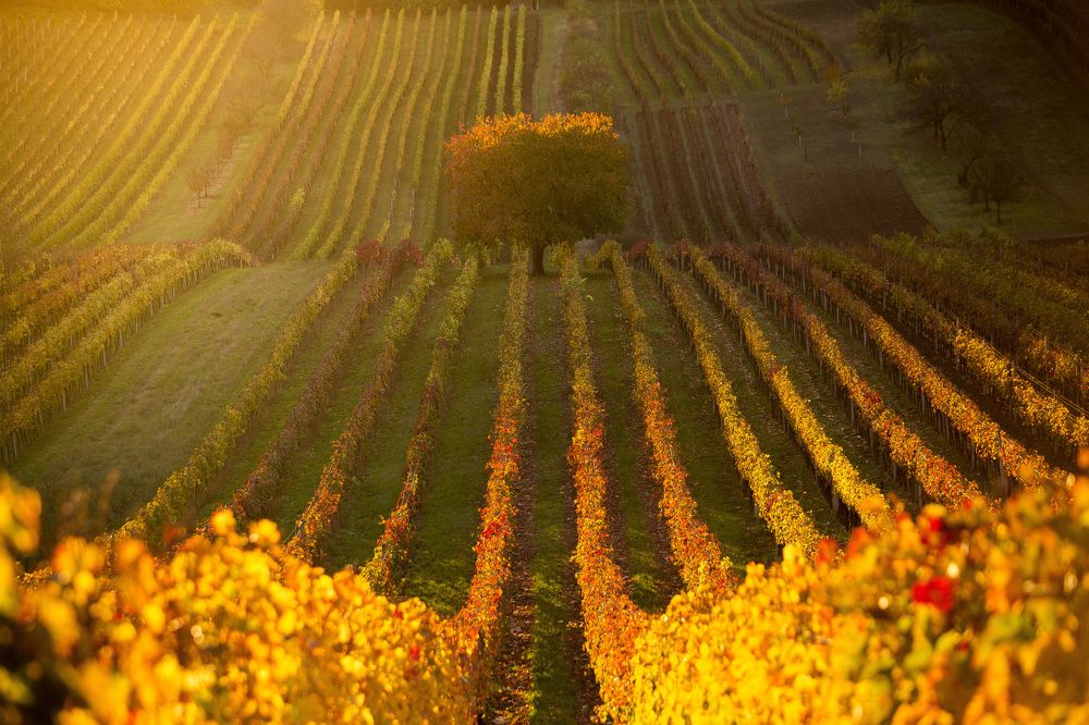 Фотография автора Matej Kotula