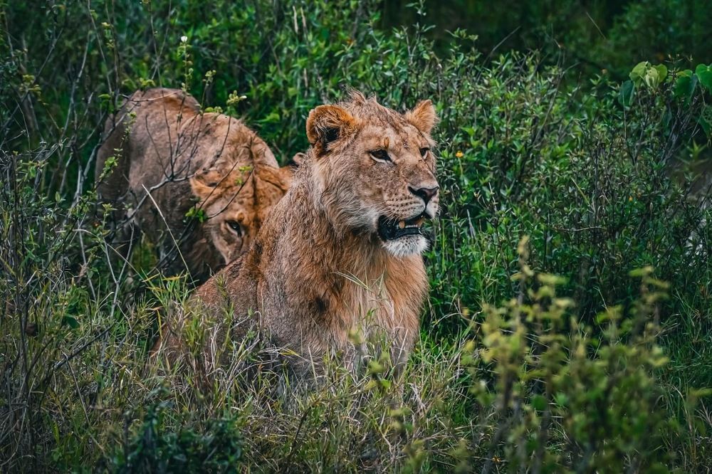 Photograph by Dipanjan Ray