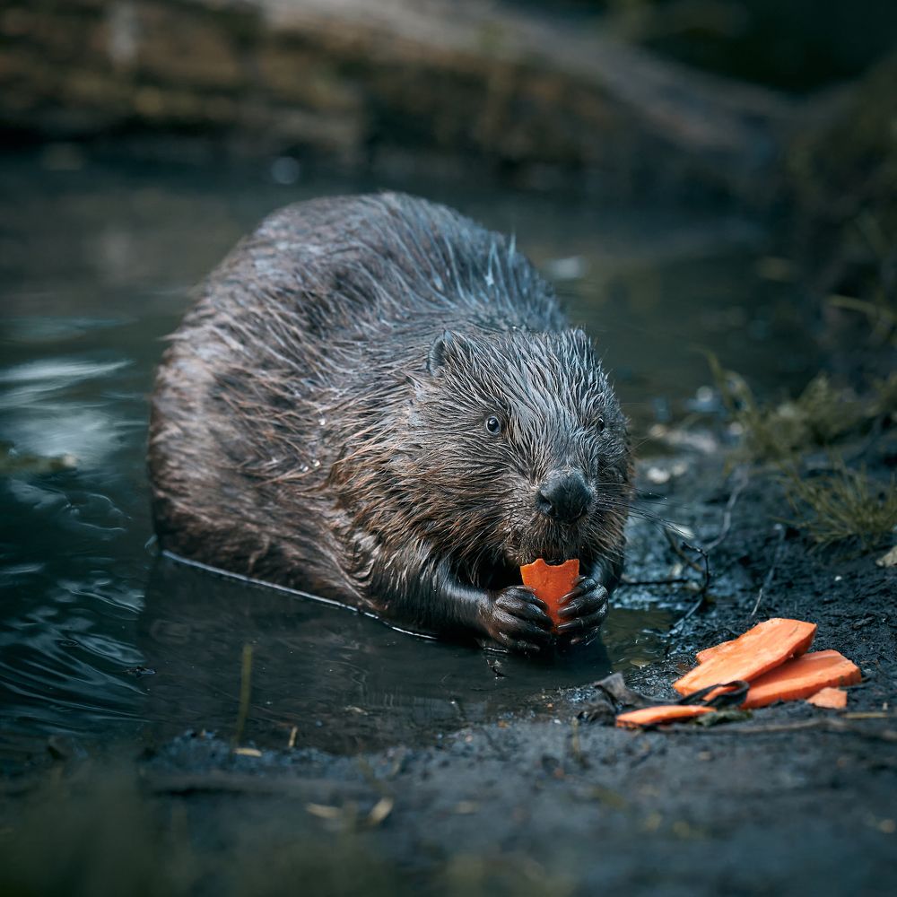 Photograph by Mikhail Khmelevskiy
