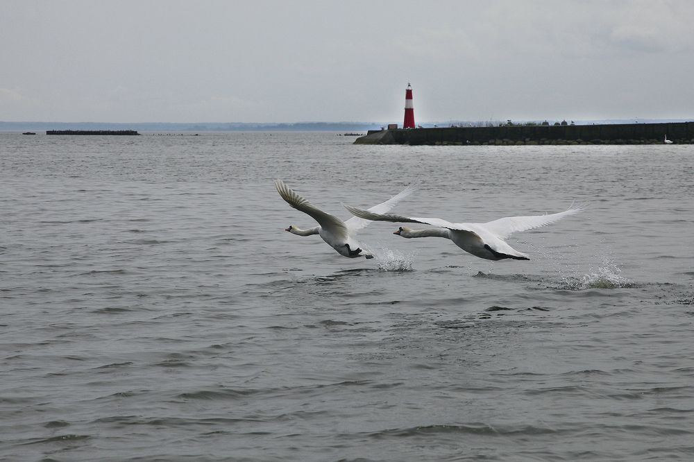 Лебеди Балтийска