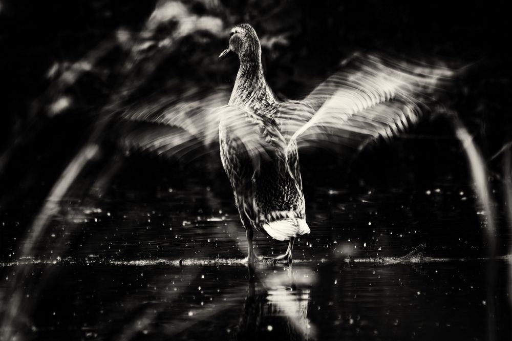 La danse des canards