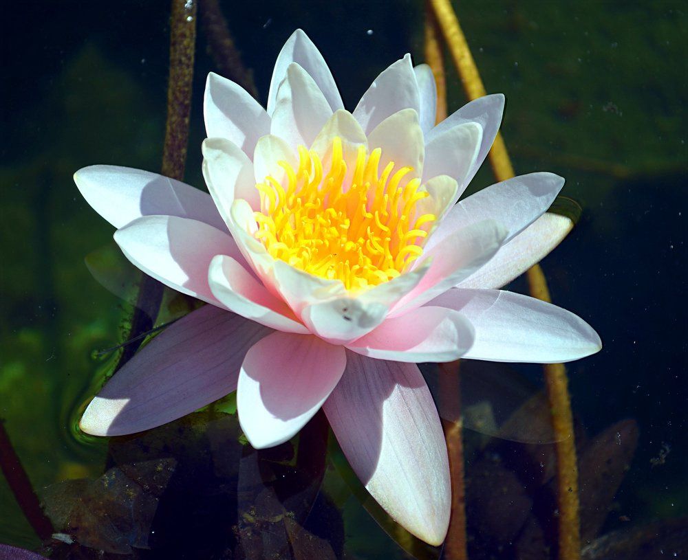 расцвели кувшнинки