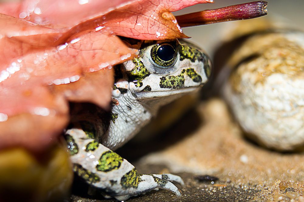Укутанная в Осень .