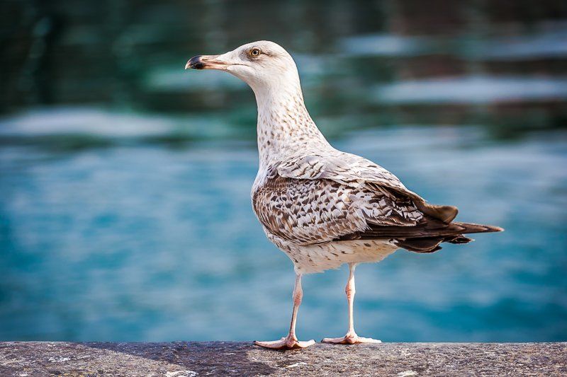 Igor SOlovev, Russia