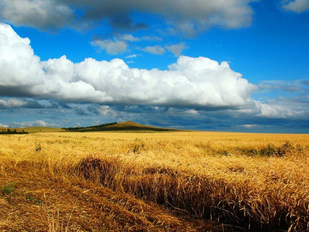 Песня жаворонка