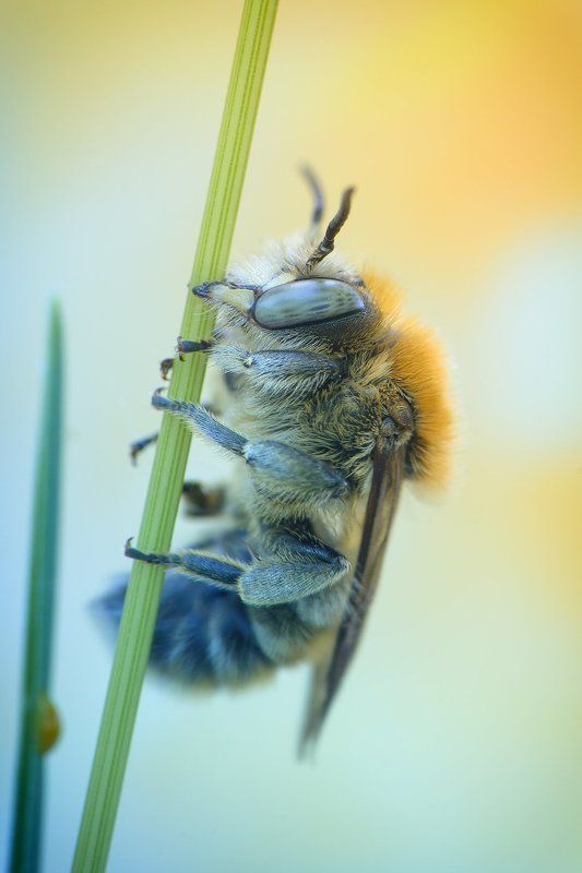 Dmitry Kuznetsov, Russia