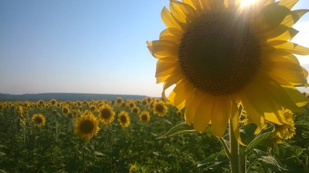 Photograph by алиса