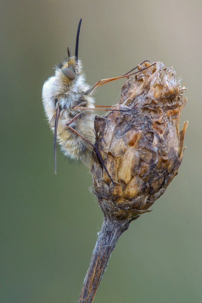весенний буранино