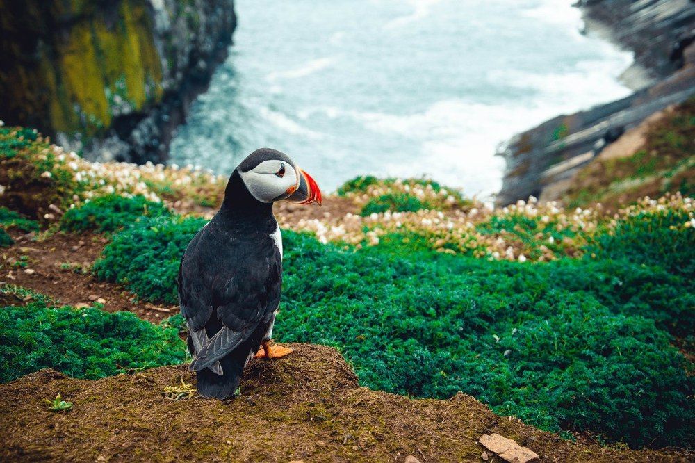 Атлантический пуффин