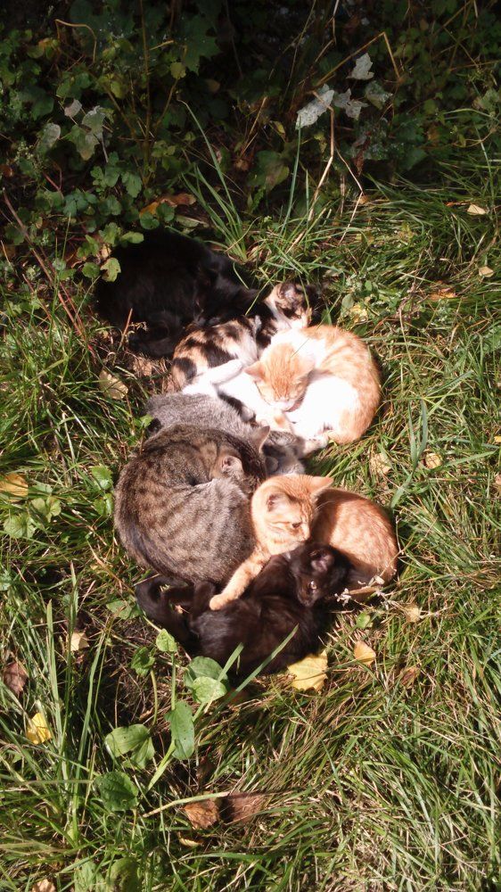 кошачья банда