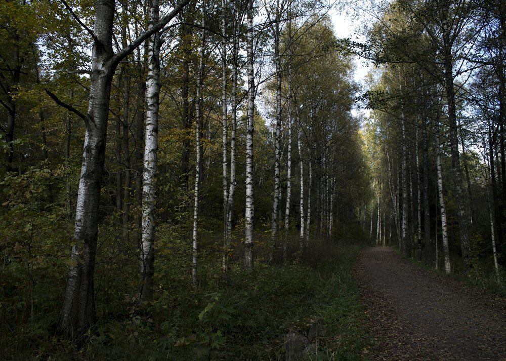 Петроградская осень