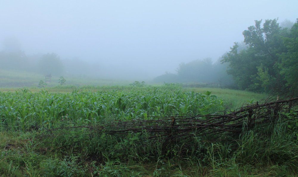 Колодезь в тумане