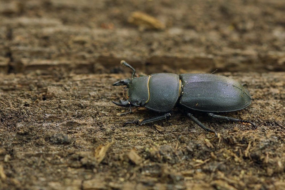 Жук - оленёк