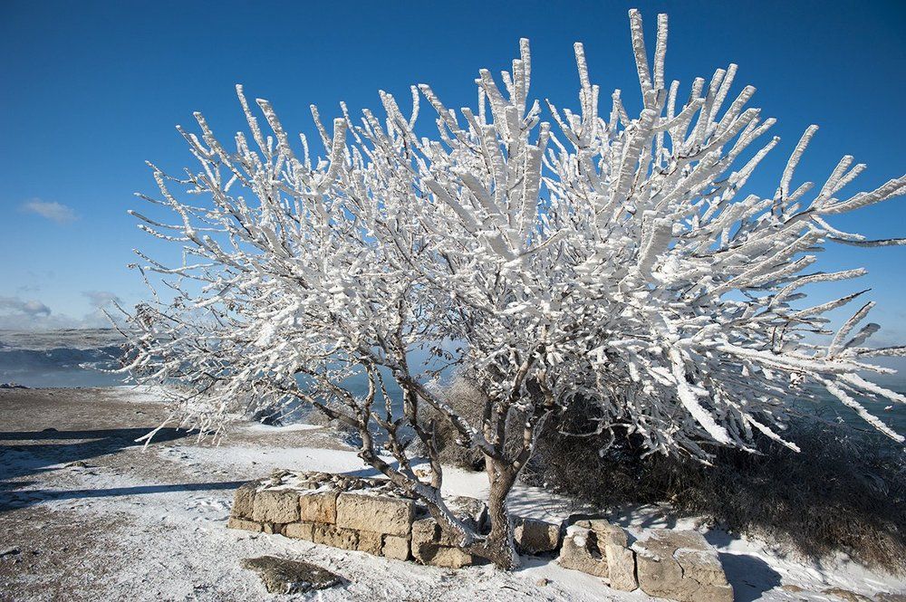 королева снежная