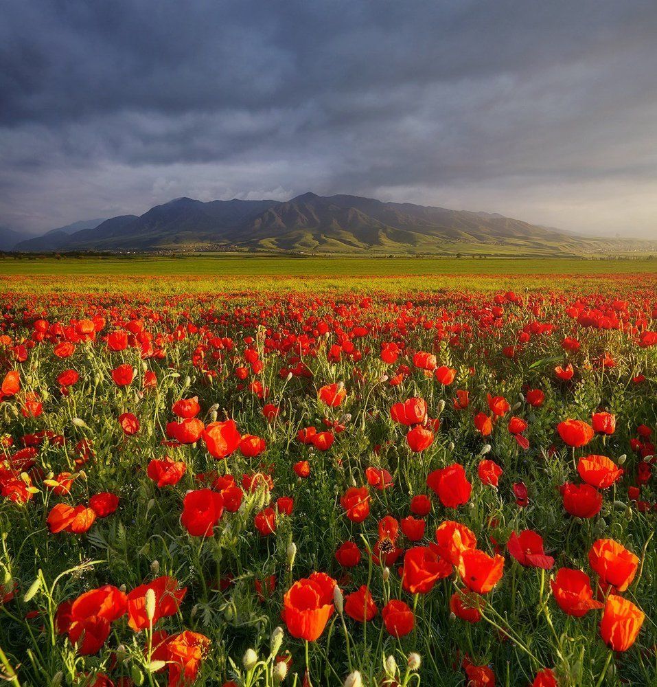 Маки Киргизии