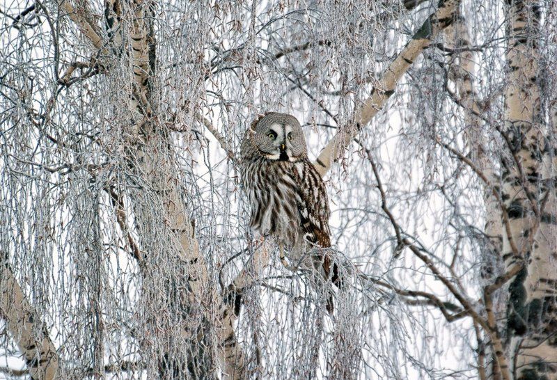 Mikhail Ustyuzhanin, Russia