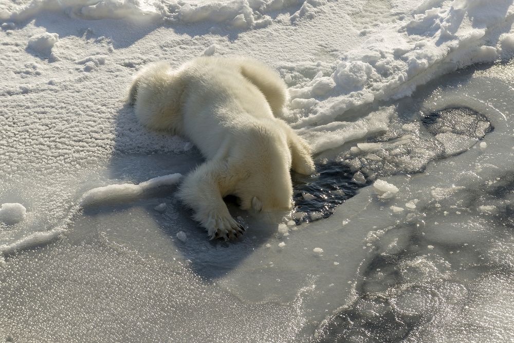 После бурной вечеринки, Много было, на троих, Лапой отодвинув льдинки, В воду голову - бултых…