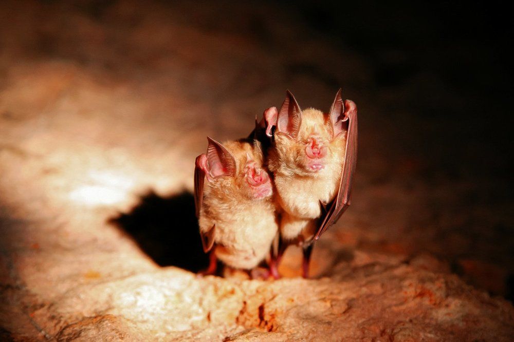 Влюбленные мышки