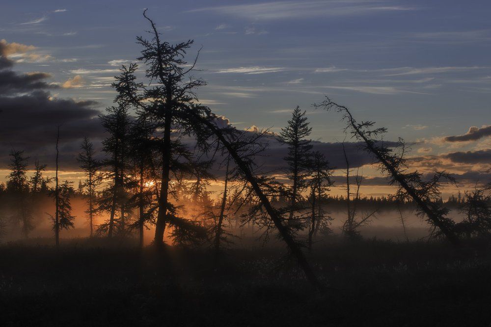 "Утро на болоте"