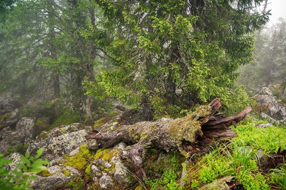 Там, на неведомых дорожках...