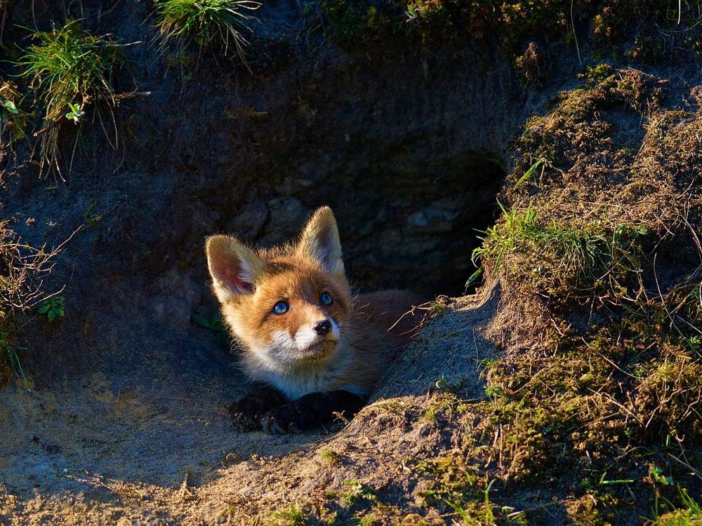о зависти птицам