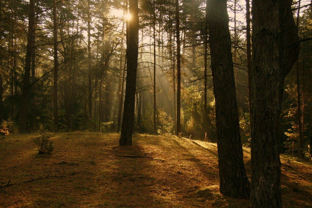 morning in the forest