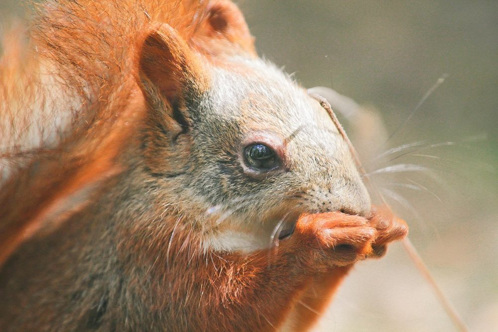 Портрет белки