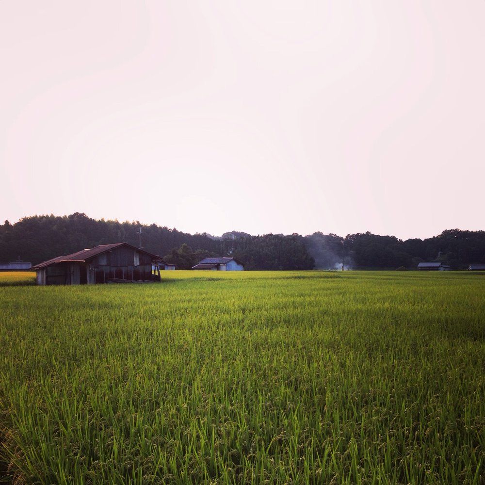 Rice Field