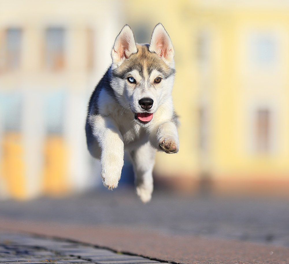 Пролетая над дворцовой плодащью