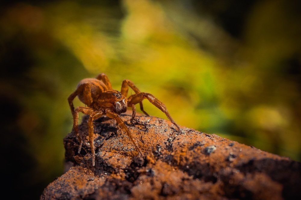 маленький обитатель большого мира