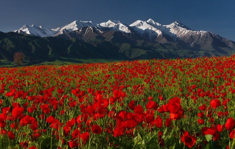 Mikhail Trakhtenberg, Russia