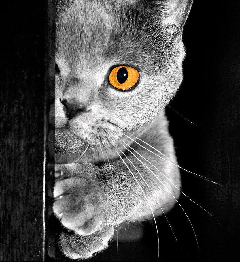 Кот