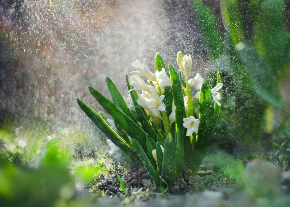 Весенние цветы