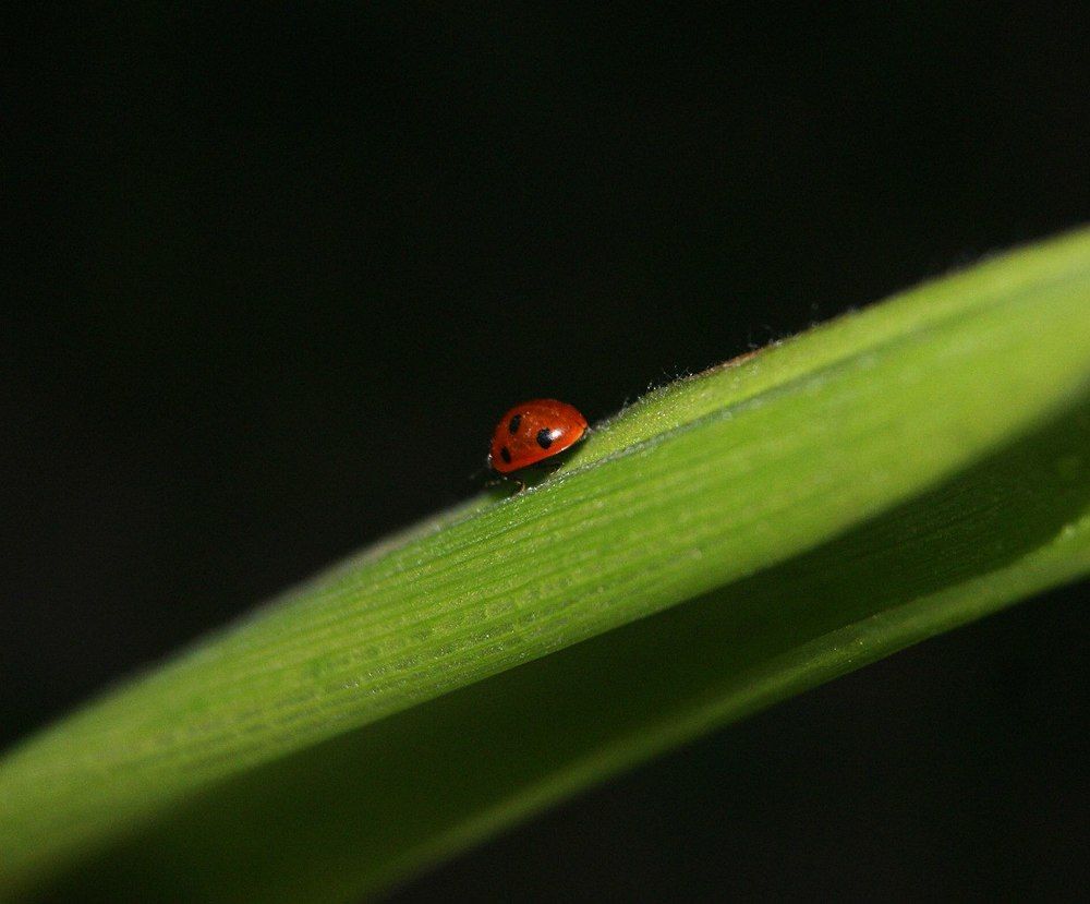 Photograph by ирина