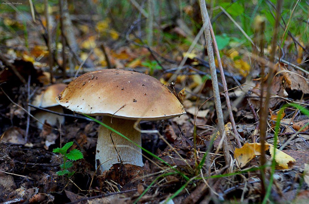 Осенние дары