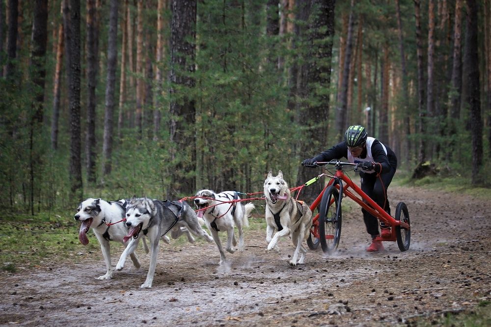Фотография автора Елена Кириллова