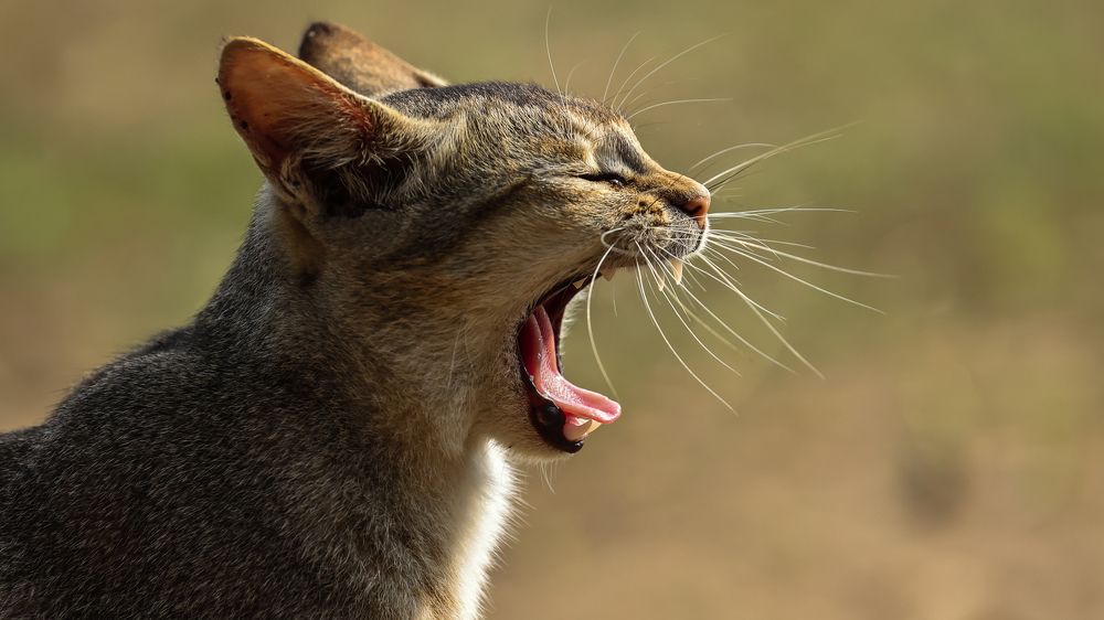 A cat is a Cat, no matter the size!