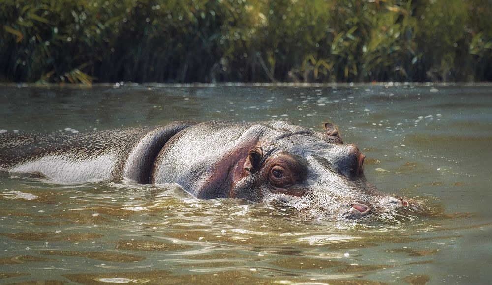 Photograph by Natalia Bolotenkova