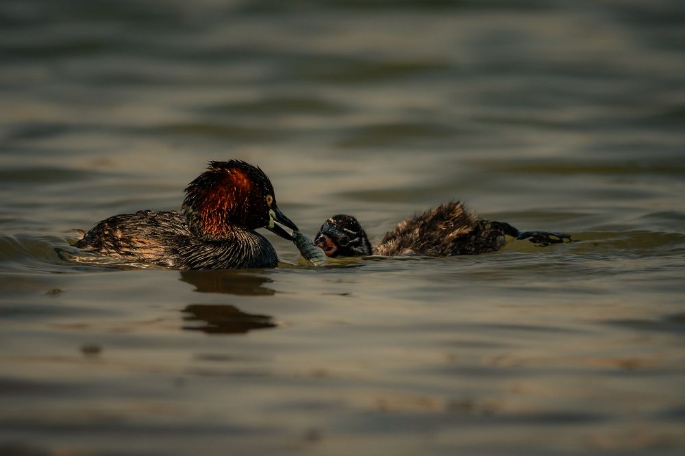 Beauty and Vulnerability