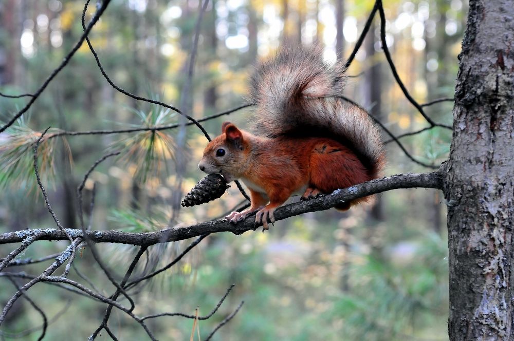Photograph by Александр Никонофф