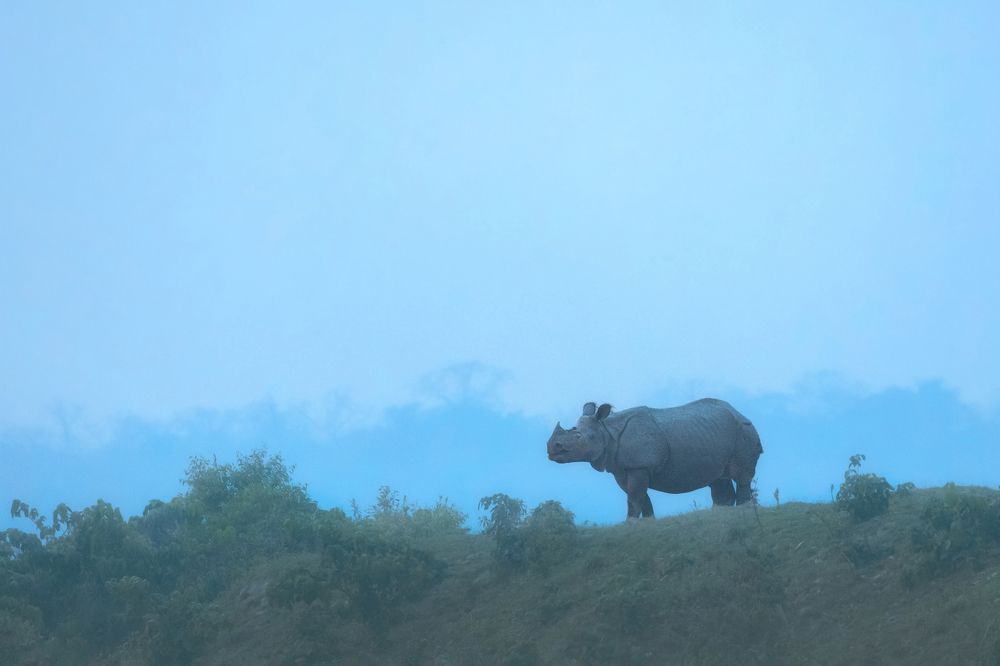 Фотография автора SOHAM BHATTACHARYYA