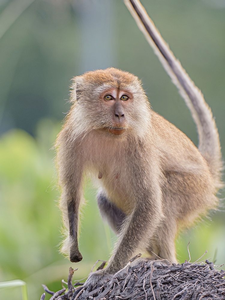 The Echoing Solitude: Exploring the Loneliness of a Monkey's Heart