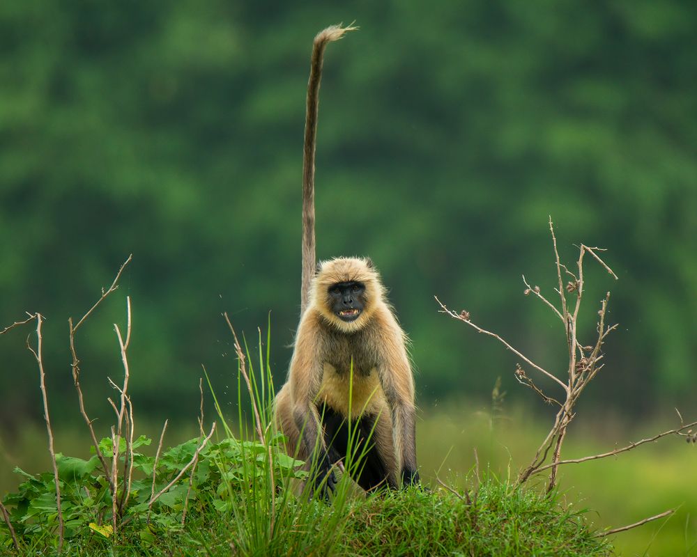 Photograph by Aishik Das